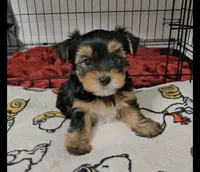 Q, a male Yorkshire Terrier for sale in Dallas, TX – 8 of 10