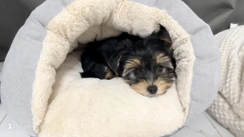 Q – Yorkshire Terrier puppy for sale in Dallas, TX