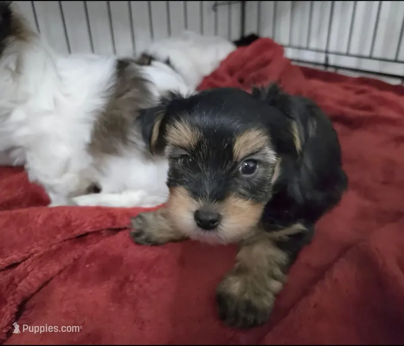 Q – Yorkshire Terrier puppy for sale in Dallas, TX