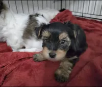 Q, a male Yorkshire Terrier for sale in Dallas, TX – Photo 1 of 3