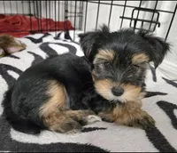 Q, a male Yorkshire Terrier for sale in Dallas, TX – 7 of 10
