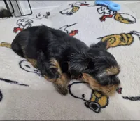 Q, a male Yorkshire Terrier for sale in Dallas, TX – Photo 2 of 3
