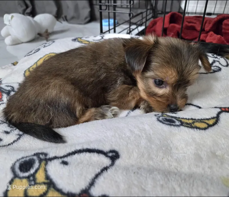 Mimi – Yorkshire Terrier puppy for sale in Dallas, TX