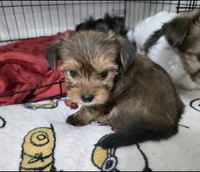 Mimi, a female Yorkshire Terrier for sale in Dallas, TX – Photo 2 of 3