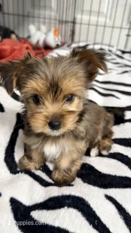 Mimi – Yorkshire Terrier puppy for sale in Dallas, TX