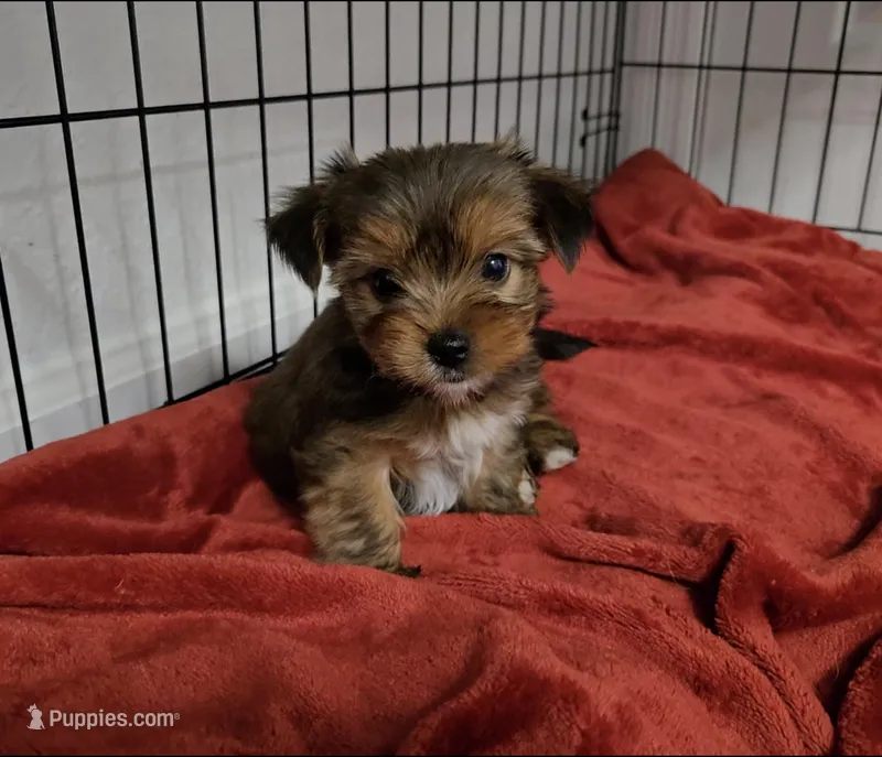 Mimi – Yorkshire Terrier puppy for sale in Dallas, TX