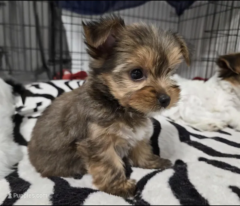 Mimi – Yorkshire Terrier puppy for sale in Dallas, TX