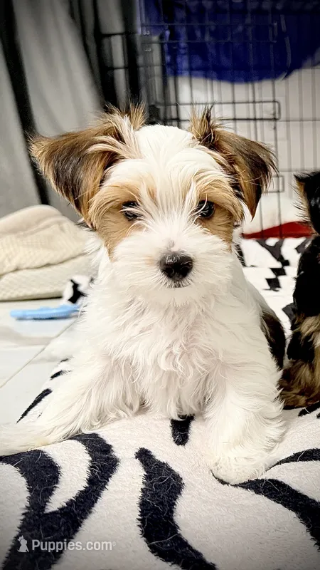 Pochie – Yorkshire Terrier puppy for sale in Dallas, TX
