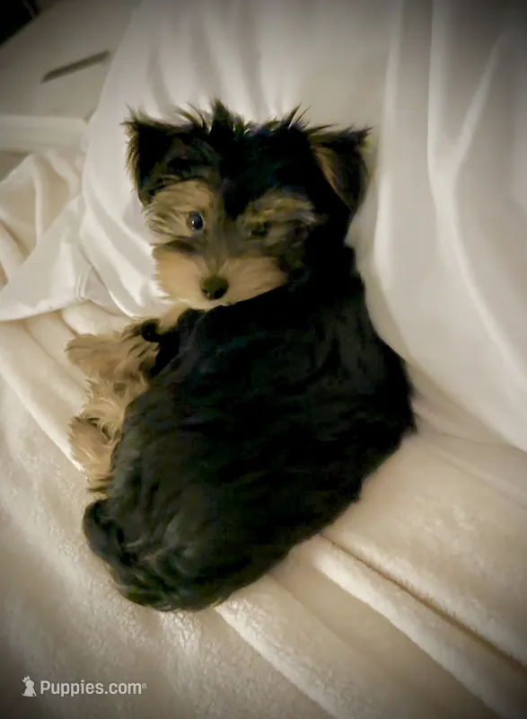 Q – Yorkshire Terrier puppy for sale in Dallas, TX