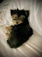 Q, a male Yorkshire Terrier for sale in Dallas, TX – 1 of 10