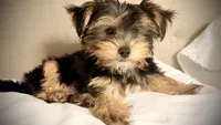 Q, a male Yorkshire Terrier for sale in Dallas, TX – 3 of 10