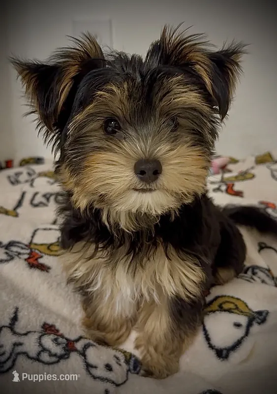 Q – Yorkshire Terrier puppy for sale in Dallas, TX