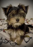 Q, a male Yorkshire Terrier for sale in Dallas, TX – 1 of 10