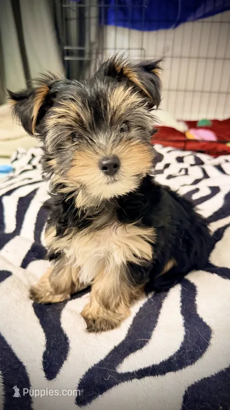 Q – Yorkshire Terrier puppy for sale in Dallas, TX