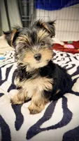 Q, a male Yorkshire Terrier for sale in Dallas, TX – 3 of 10