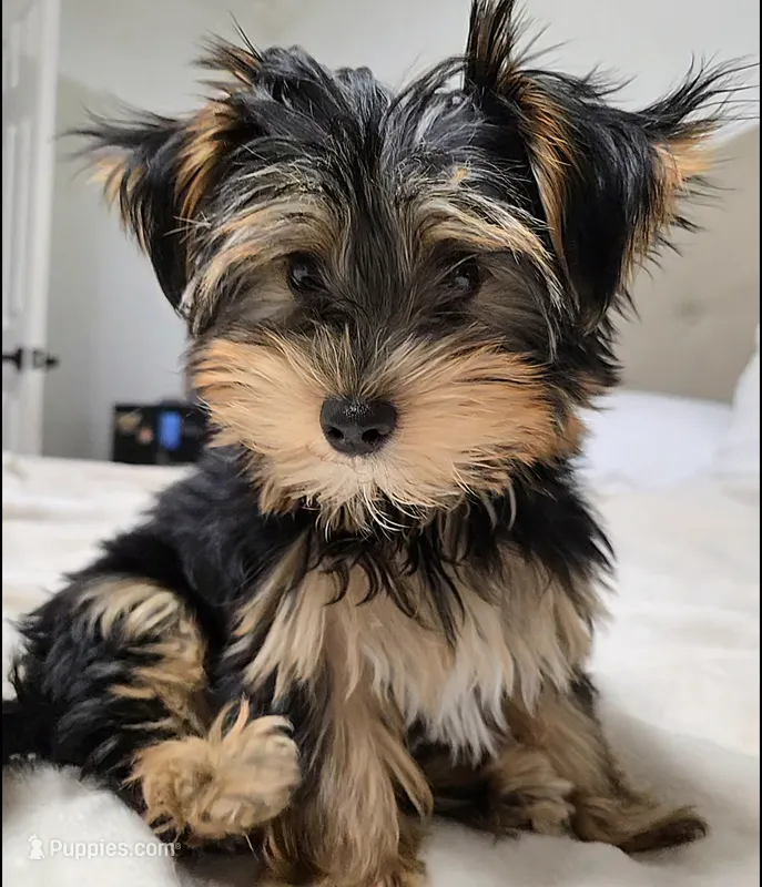 Q – Yorkshire Terrier puppy for sale in Dallas, TX