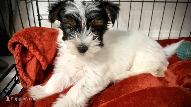 Lily – Yorkshire Terrier puppy for sale in Dallas, TX
