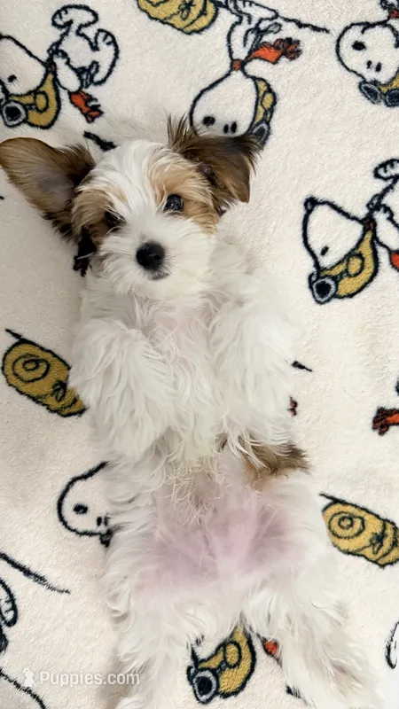 Pochie – Yorkshire Terrier puppy for sale in Dallas, TX