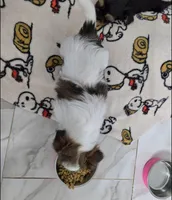 Nami, a female Yorkshire Terrier for sale in Dallas, TX – Photo 4 of 4