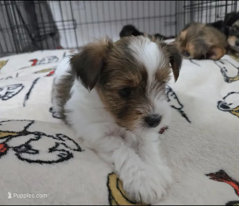 Nami – Yorkshire Terrier puppy for sale in Dallas, TX