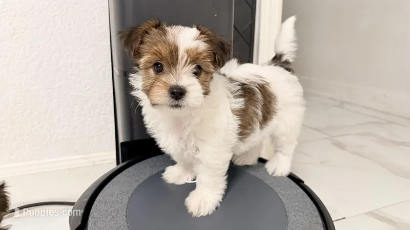 Nami – Yorkshire Terrier puppy on hold in Dallas, TX