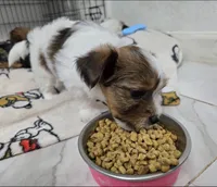 Nami, a female Yorkshire Terrier for sale in Dallas, TX – Photo 2 of 4