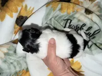Malhi, a male Mal Shi for sale in Ludlow, MA – 2 of 2