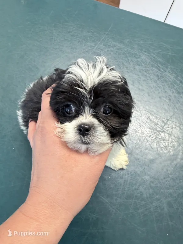Shihpoo – Shihpoo puppy for sale in Ludlow, MA