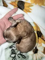 Malshi, a female Mal Shi for sale in Ludlow, MA – 2 of 2