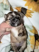 Malshi, a female Mal Shi for sale in Ludlow, MA – 1 of 2