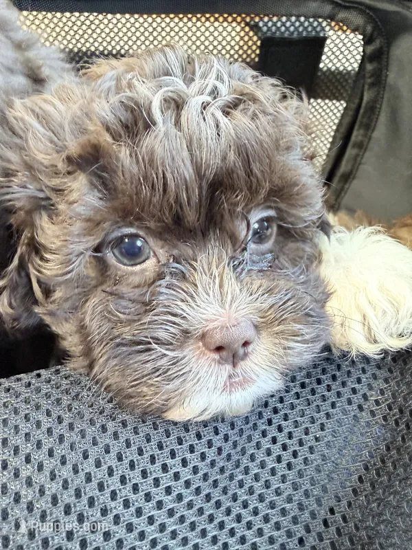 Shihpoo – Shihpoo puppy for sale in Ludlow, MA