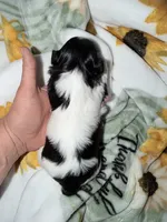 Malshi, a male Mal Shi for sale in Ludlow, MA – 2 of 2