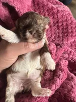 Shihpoo, a female Shihpoo for sale in Ludlow, MA – Photo 2 of 4
