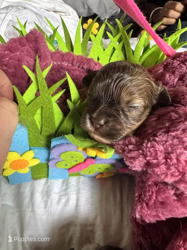 Shihpoo – Shihpoo puppy for sale in Ludlow, MA