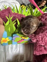 Shihpoo, a female Shihpoo for sale in Ludlow, MA – Photo 1 of 4