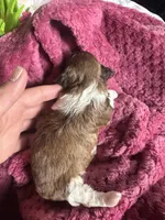 Shihpoo, a female Shihpoo for sale in Ludlow, MA – Photo 4 of 4