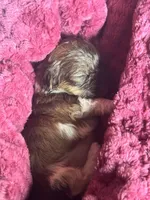 Shihpoo, a female Shihpoo for sale in Ludlow, MA – Photo 3 of 4