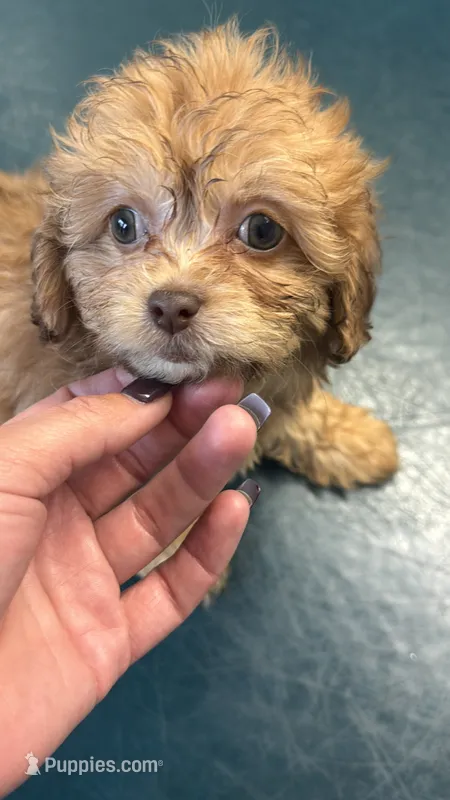 Shihpoo – Shihpoo puppy for sale in Ludlow, MA
