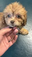 Shihpoo, a female Shihpoo for sale in Ludlow, MA – 1 of 1