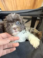 Shihpoo, a female Shihpoo for sale in Ludlow, MA – 5 of 5