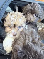 Shihpoo, a female Shihpoo for sale in Ludlow, MA – 5 of 5