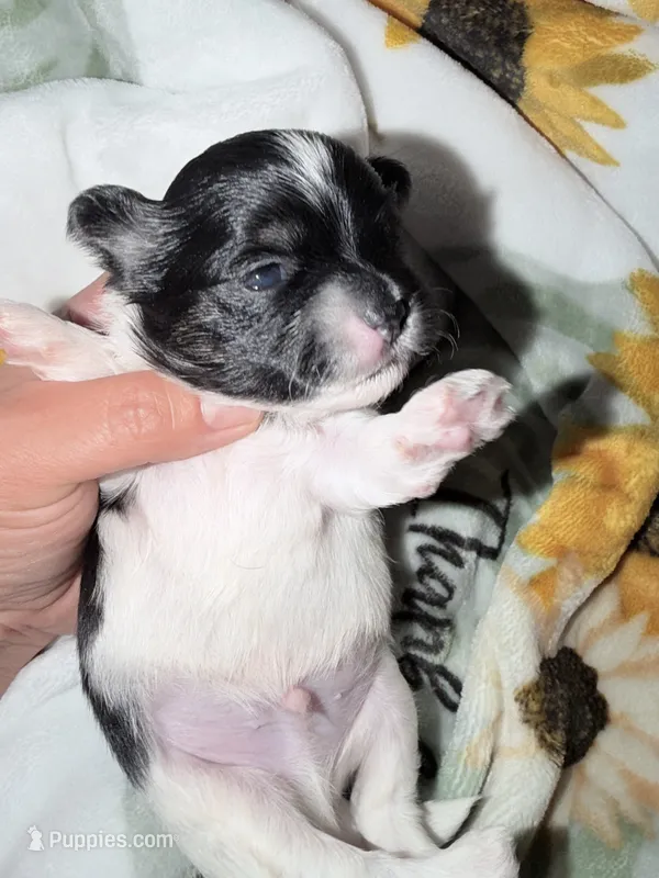 Malshi – Mal Shi puppy for sale in Ludlow, MA