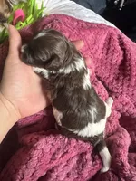Shihpoo, a female Shihpoo for sale in Ludlow, MA – Photo 2 of 3