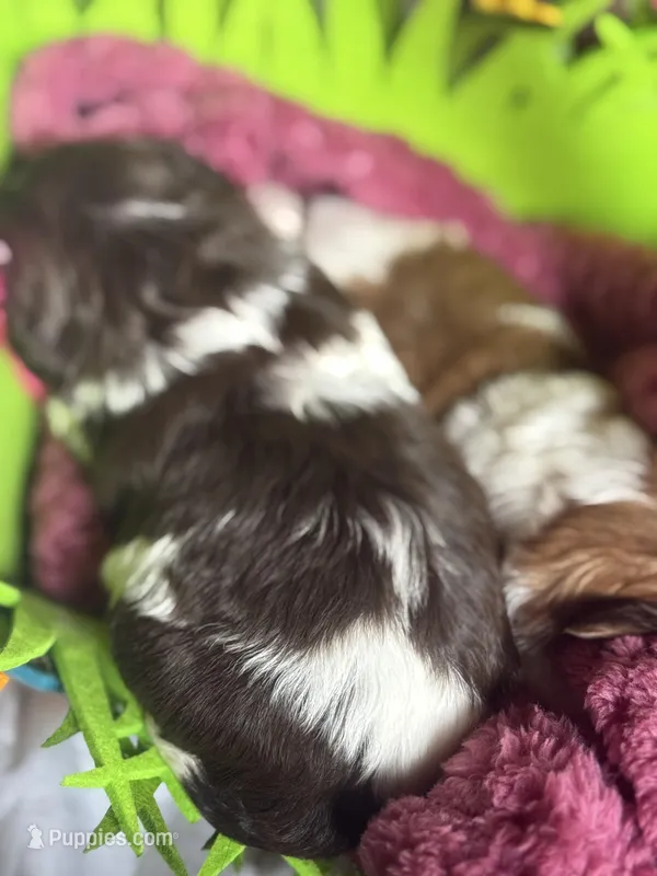 Shihpoo – Shihpoo puppy for sale in Ludlow, MA