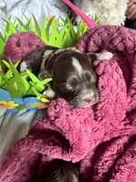 Shihpoo, a female Shihpoo for sale in Ludlow, MA – Photo 3 of 3