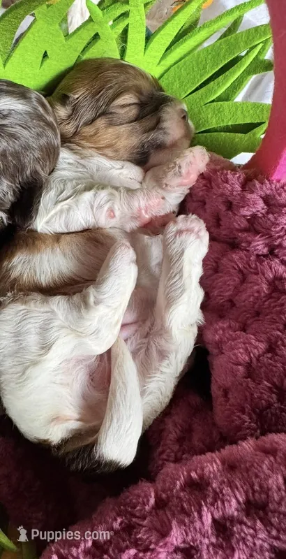 Shihpoo – Shihpoo puppy for sale in Ludlow, MA