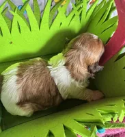 Shihpoo, a female Shihpoo for sale in Ludlow, MA – Photo 2 of 3