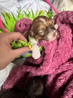 Shihpoo, a female Shihpoo for sale in Ludlow, MA – Photo 3 of 3