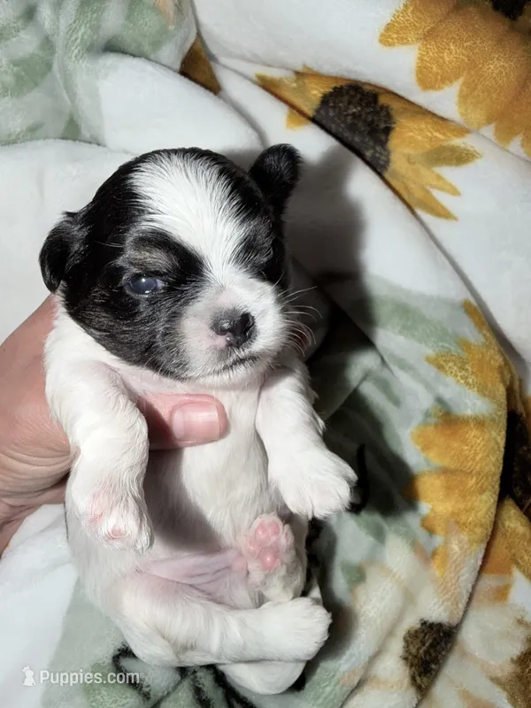 Malhi – Mal Shi puppy for sale in Ludlow, MA
