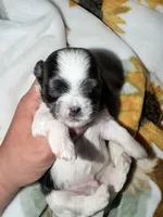 Malshi, a male Mal Shi for sale in Ludlow, MA – 2 of 2